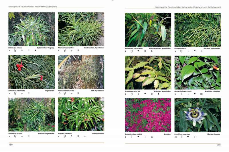 Preview: Pflanzen im Terrarium